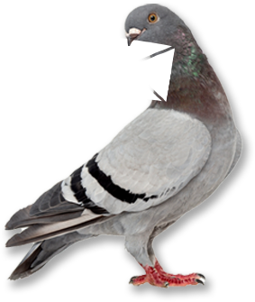 Pigeon with mail - convey your message